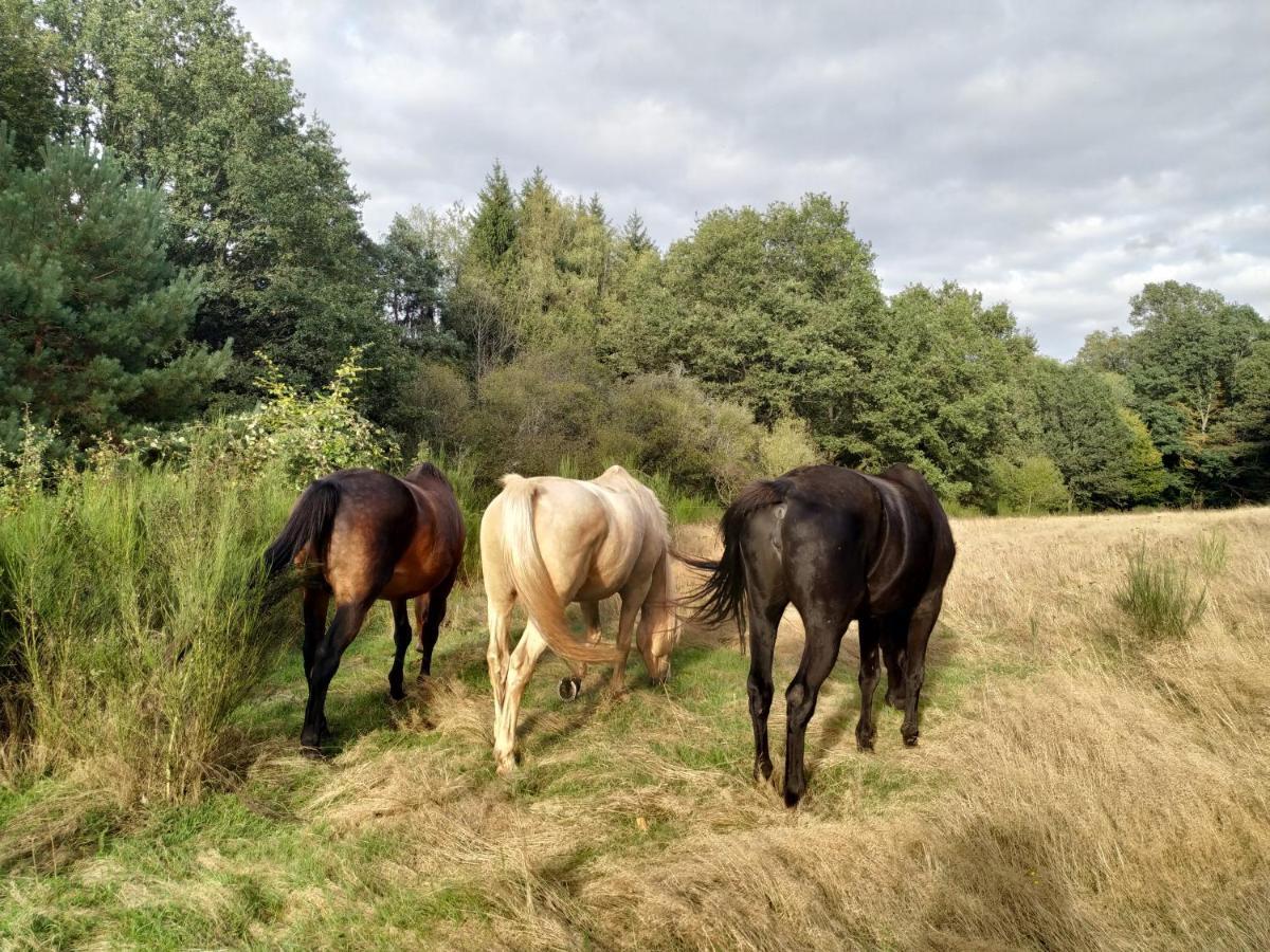 L'Echappee Verte - Gite Equestre 5 Pers Soucht Exterior photo