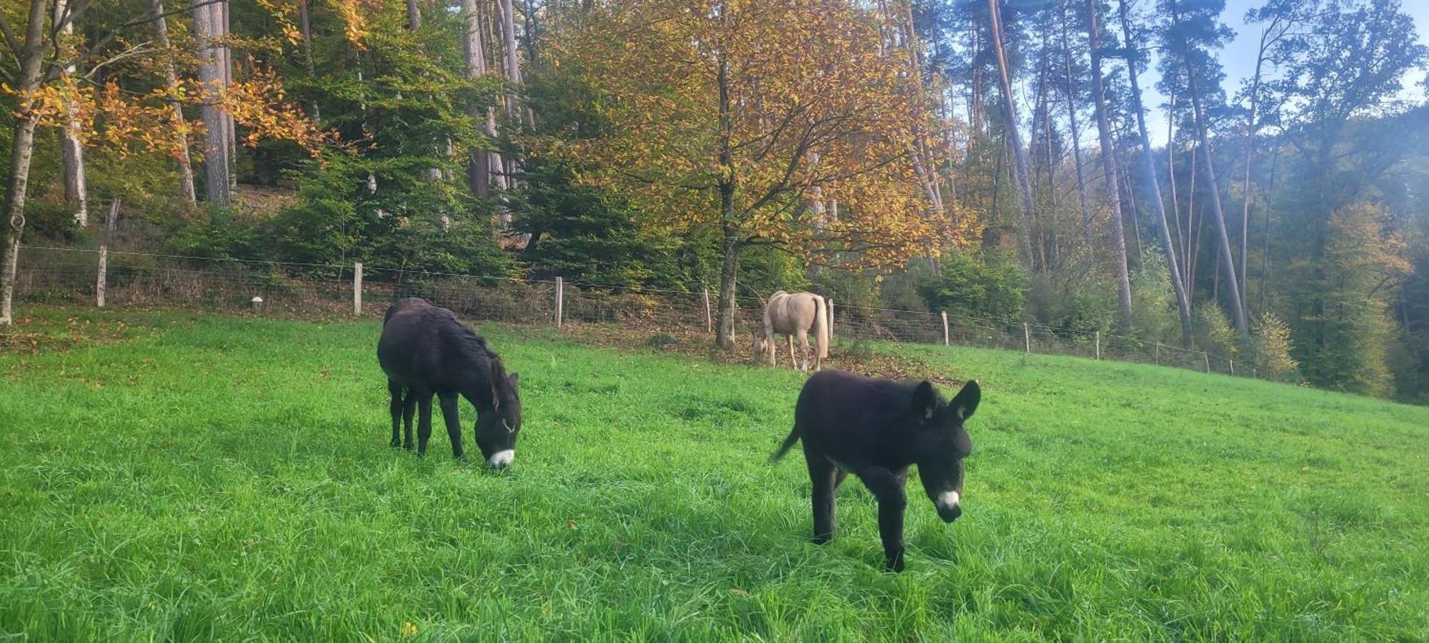 L'Echappee Verte - Gite Equestre 5 Pers Soucht Exterior photo