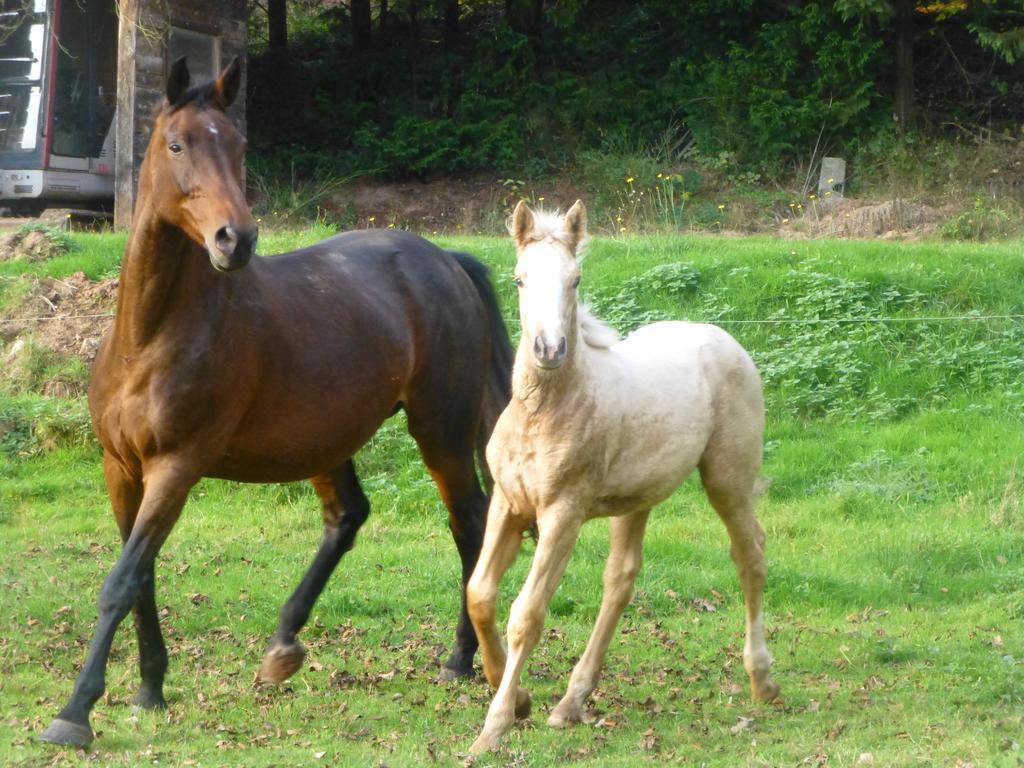 L'Echappee Verte - Gite Equestre 5 Pers Soucht Exterior photo